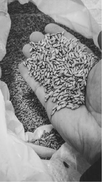 grains